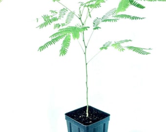 Mimosa Tree 10-14+ Inches - Quart Pot - Albizia julibrissin - Silk Tree