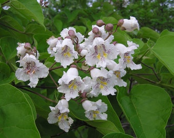 Southern Catalpa Tree 12-18+ Inches - Quart Pot - Catalpa bignonioides