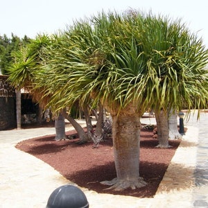 Dragon Tree 6 Inches 1 Quart Pot Dracaena draco Canary Islands dragon tree image 5