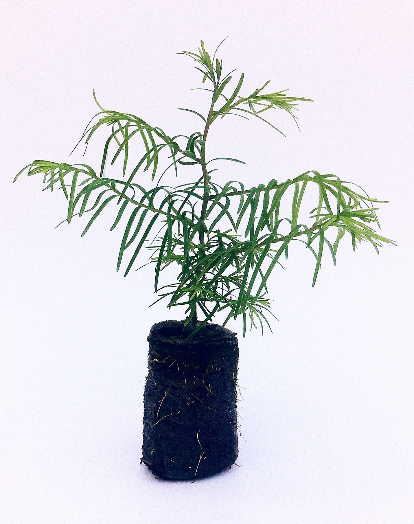 metasequoia seedling metasequoia seedling