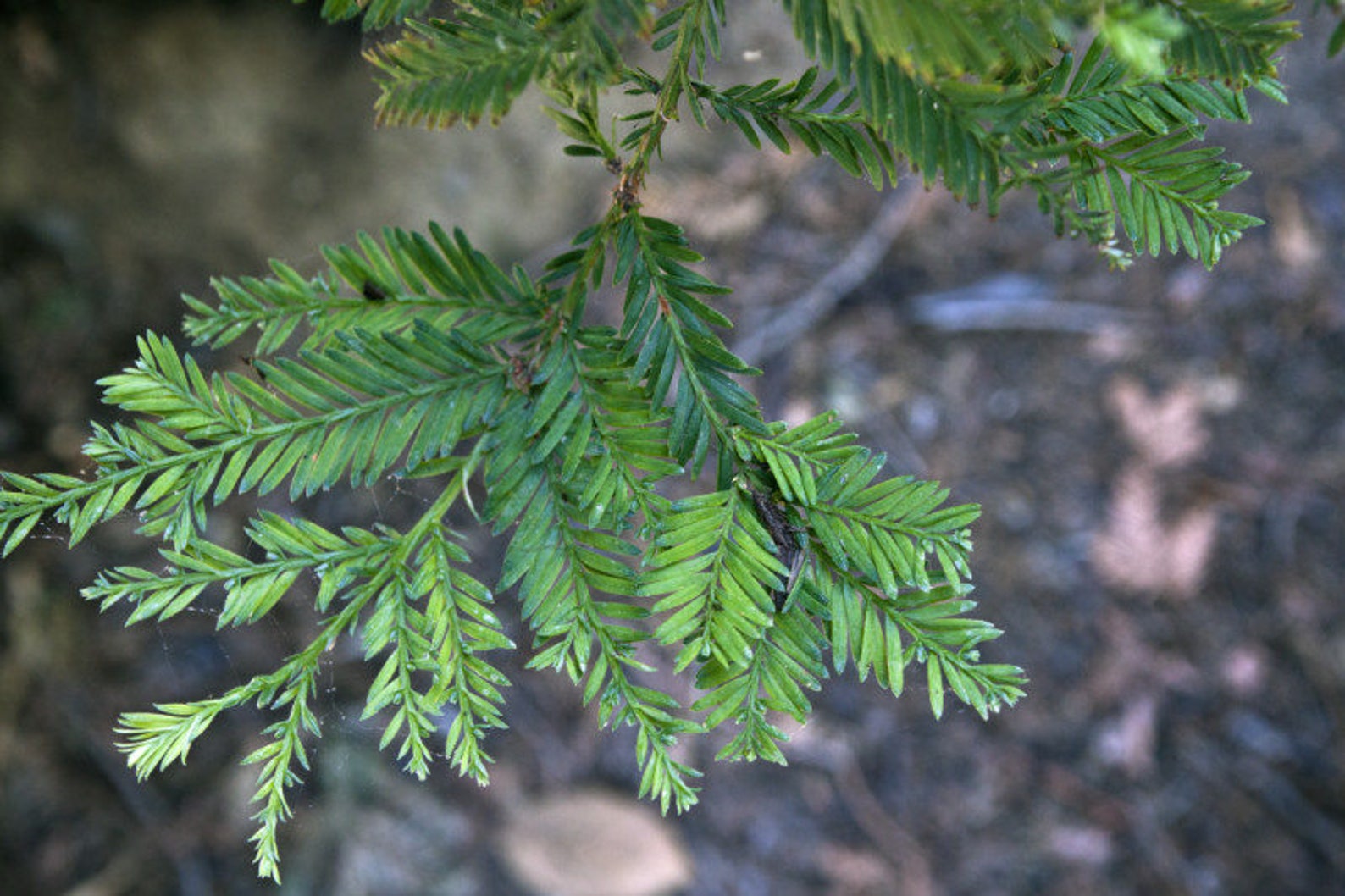 Coast Redwood Tree Seedling 1218 Inches Quart Pot Sequoia Etsy