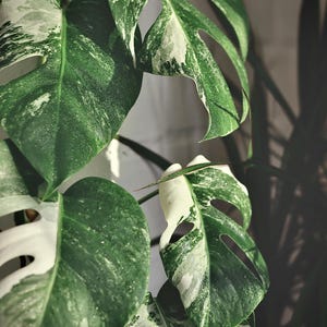 May include: Close-up of a variegated Monstera plant with large, green leaves. The leaves have irregular patterns of white and cream variegation. The plant is in focus, with a soft background. The leaves have a glossy texture and are detailed.