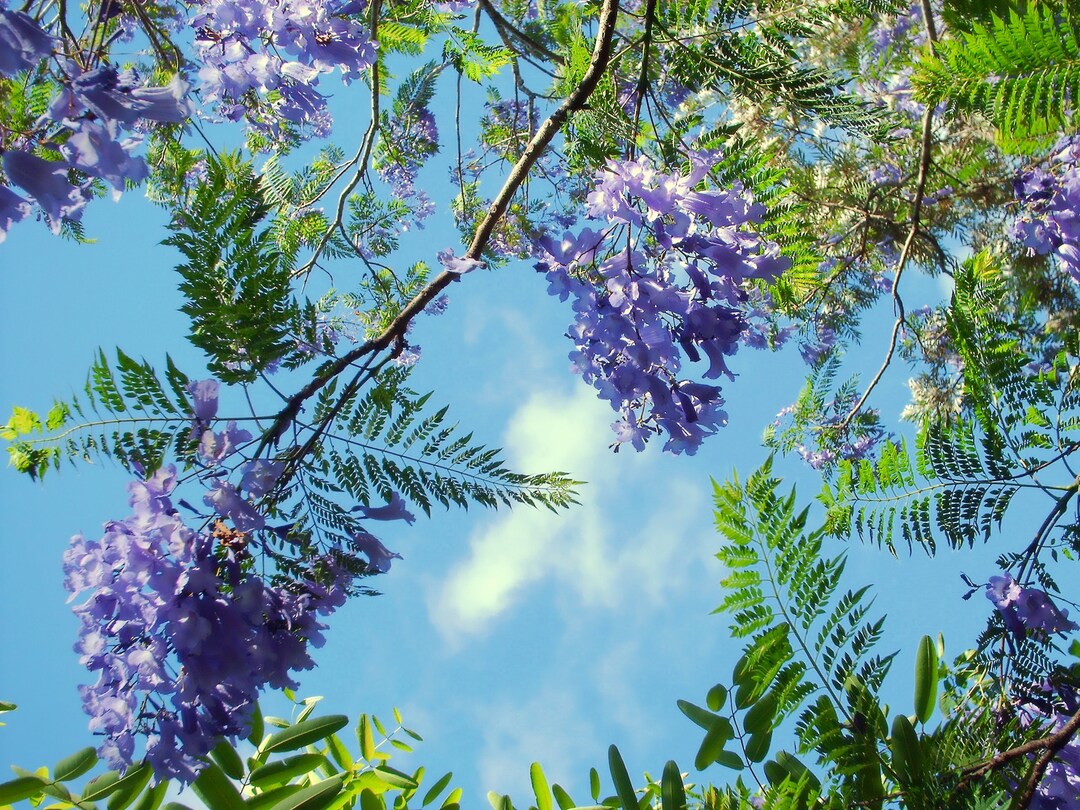 Jacaranda Tree 58 Inches 2.5 Inch Pot Jacaranda Mimosifolia Etsy