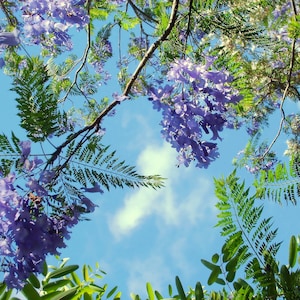 Jacaranda Tree 5-8 Inches 2.5 Inch Pot Jacaranda mimosifolia image 1