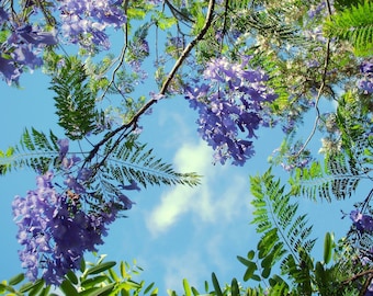 Jacaranda Tree 2-3+ Feet - Gallon Pot - Jacaranda mimosifolia