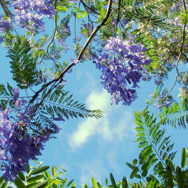 Jacaranda Tree 5-8+ Inches - 2.5 Inch Pot - Jacaranda mimosifolia