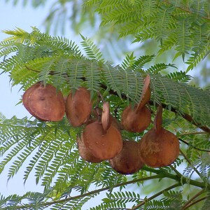 Jacaranda Tree 5-8 Inches 2.5 Inch Pot Jacaranda mimosifolia image 4