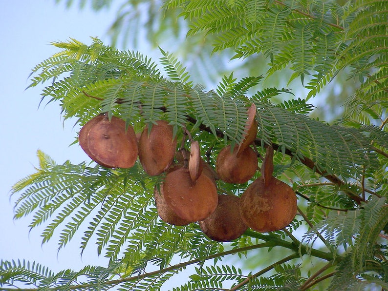 Jacaranda Tree 5-8 Inches 2.5 Inch Pot Jacaranda mimosifolia image 4