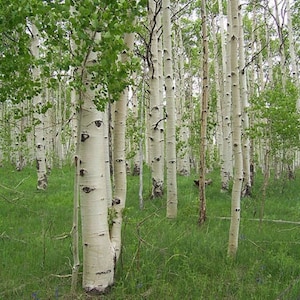 May include: A grove of aspen trees with white bark and dark markings. Green leaves and grass fill the scene, creating a natural landscape. The trees stand tall, with a variety of sizes and shapes, creating a dense forest.