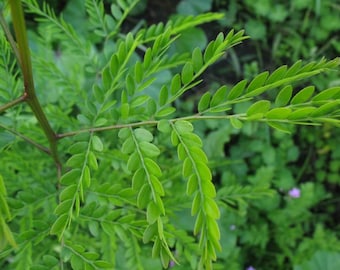 Thornless Honey Locust 5-8+ Inches - Honeylocust - Gleditsia triacanthos inermis