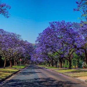 Jacaranda Tree 5-8 Inches 2.5 Inch Pot Jacaranda mimosifolia image 2