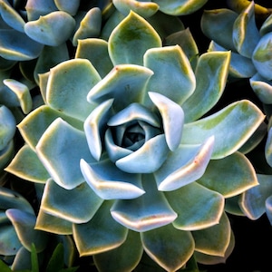 May include: Close-up of a succulent plant with thick, fleshy leaves arranged in a rosette pattern. The leaves are a mix of blue-green and pale blue, with hints of yellow and pink at the edges. The plant is a popular choice for home decor.