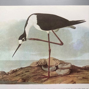 Vintage Shorebird Lithograph Print, 12" x 9" Stilt Coastal Bird Art Print, James John Audubon Lithograph, Bird Print, Coastal Wall Decor
