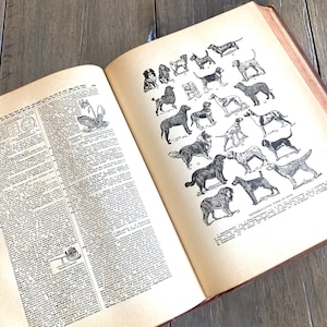 Antique Vintage Dictionary, Large 1943 Dictionary, Beautiful Illustrations, Paper Crafting, Antique Ephemera, Free Media Mail Ship