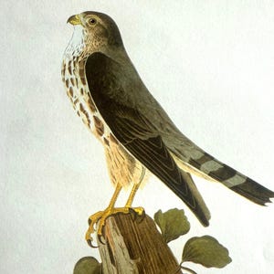 Vintage Taube Hawk Lithographie, Raubvogel Kunstdruck, 12 "x 9" James John Audubon Lithographie-Druck, Cottage Cabin Decor, Naturforscher