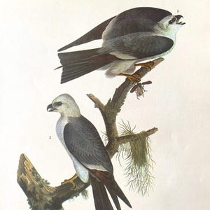 Vintage Raubvogel Lithographie-Druck, 12 "x 9" James John Audubon Druck, Mississippi Drachen Litho-Druck, Cottage Cabin Decor, Naturforscher