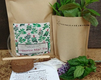 Grow Your Own Herb Liquorice Mint Tea, Grow Kit,  Herbs and Spices, Stocking Stuffers, Party Bags, Herb Tea