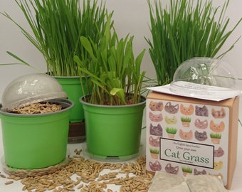 Cat Grass, Cat Treats for Indoor and Outdoor Cats, Grow Kit, Pets, Dogs, Guinea Pigs, Hamsters