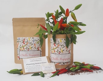 Chilli Plant Grow Kit, Year Round Indoors Anytime, Party Bags