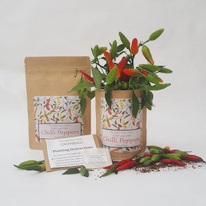 Chilli Plant Grow Kit, Year Round Indoors Anytime, Party Bags image 1