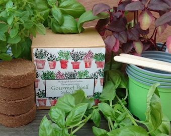 Grow Your Own Gourmet Basil Selection, Grow Kit, Herbs and Spices, Gardening, Seed Kits