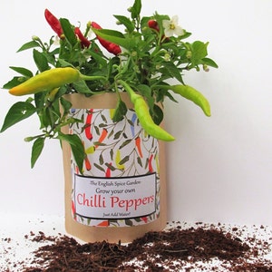 Chilli Plant Grow Kit, Year Round Indoors Anytime, Party Bags Bild 4