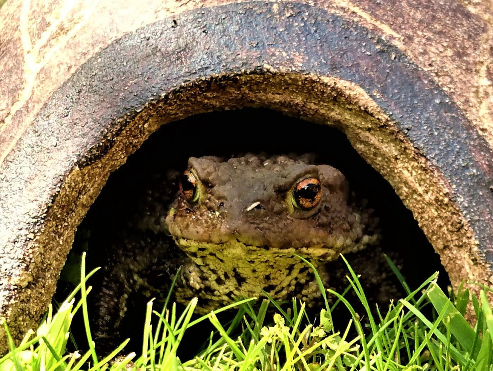 Maison de crapaud salle de crapaud abri de grenouille Etsy