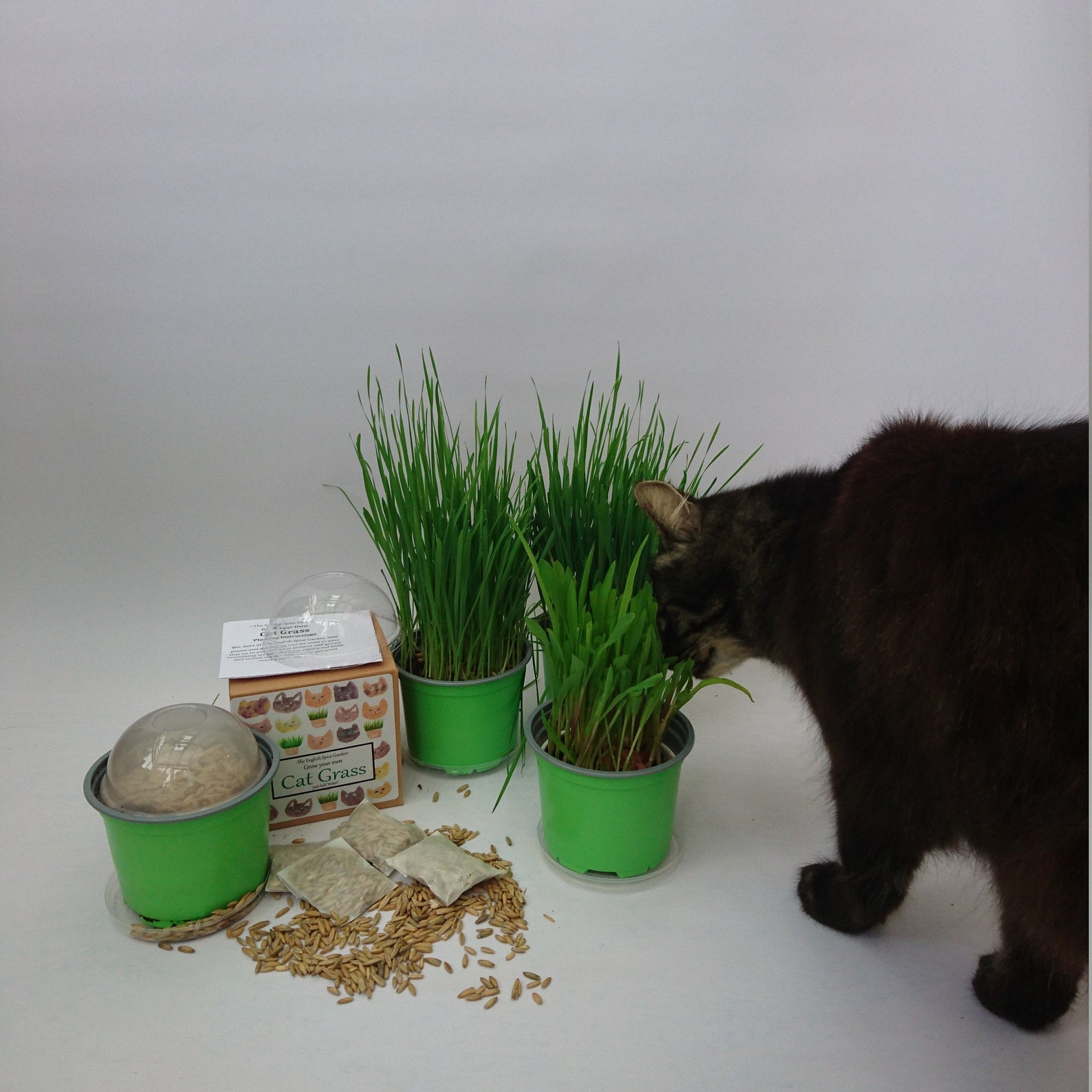Country Creek Cat Grass Mix 16 Oz – Microgreen Seeds For Indoor/Outdoor Planting-467205