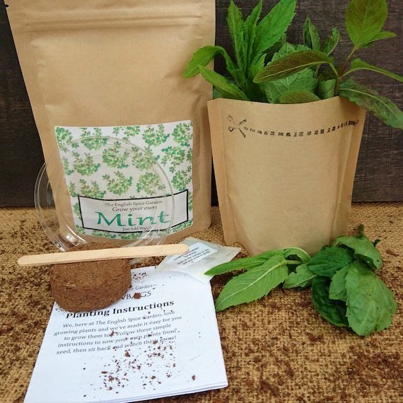 Grow your own mint