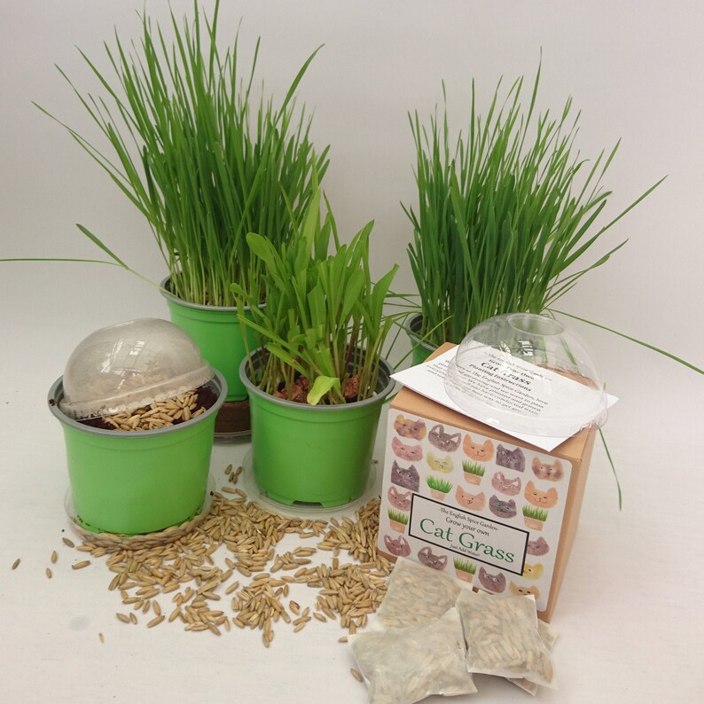 Cat Grass Cat Treats for Indoor and Outdoor Cats Grow Kit Etsy