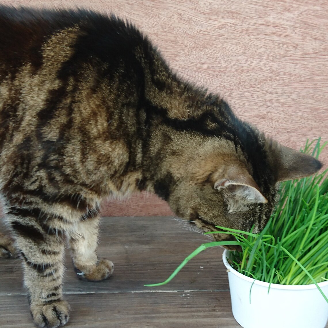 Cat Grass Cat Treats for Indoor and Outdoor Cats Grow Kit Etsy