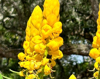 Senna Alata Seeds: Candlestick Cassia - Sulphur Butterfly Host Plant