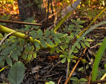 Curry Leaf Tree Seedling