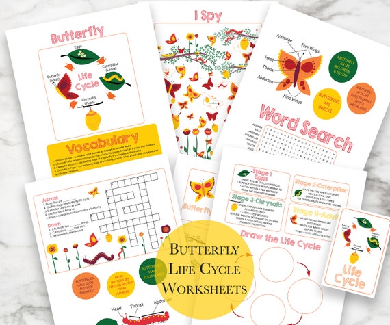 Butterfly Life Cycle Activity Educational Tool Elementary