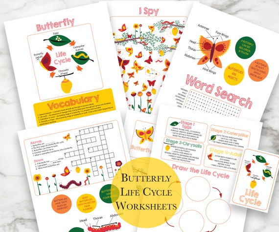 Butterfly Life Cycle Activity Educational Tool Elementary