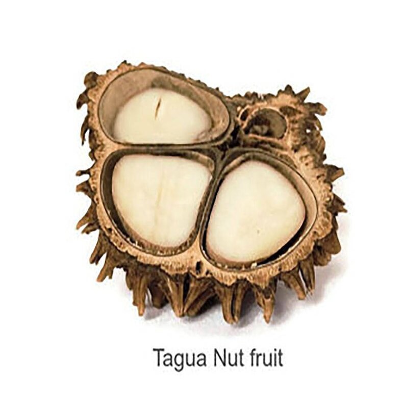 Peruvian handmade set. organic New Eco-friendly bio-degradable Chifle Organic Tagua Nut Necklace and Earrings Set