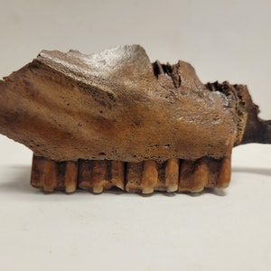 Prehistoric, Fossilized Hemiauchenia Macrocephala ...Upper Right side Jaw Bone with Teeth. Common Name: Large-Headed Llama. Camel Family