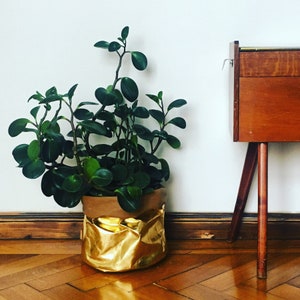 Könnte beinhalten: Eine grüne, blättrige Pflanze in einem goldenen Metalltopf mit braunem Stofffutter. Der Topf steht auf einem Holzboden.