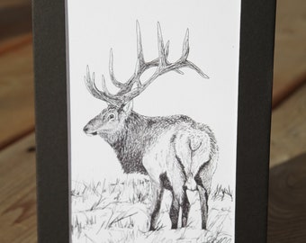 Elk (Cervus canadensis) - 5x7 matted 4x6 art print - unframed
