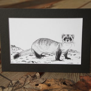 Black-footed Ferret Mustela nigripes 5x7 matted 4x6 art print unframed image 1