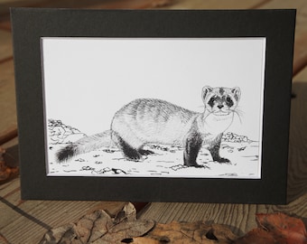 Black-footed Ferret (Mustela nigripes) - 5x7 matted 4x6 art print - unframed