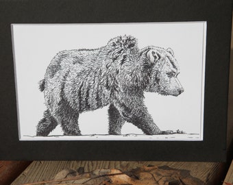 Grizzly Bear (Ursus arctos) - 5x7 matted 4x6 art print - unframed