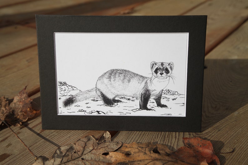 Black-footed Ferret Mustela nigripes 5x7 matted 4x6 art print unframed image 1