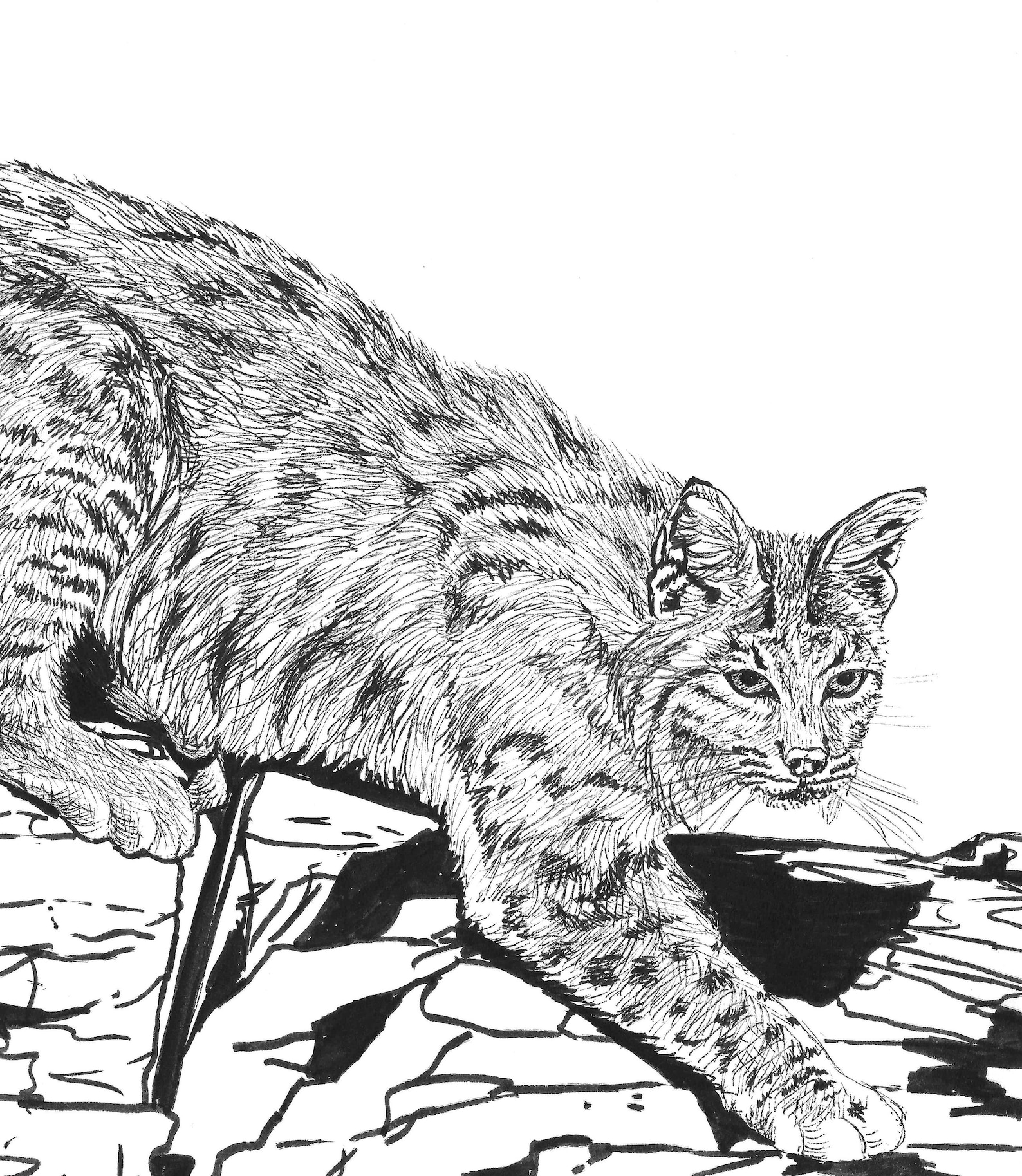 Bobcat (lynx Rufus) - 5x7 Matted 4x6 Art Print - Unframed - Etsy