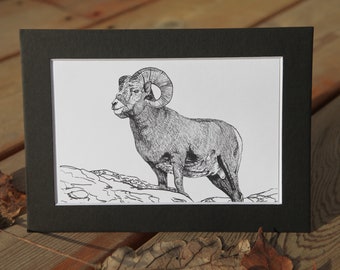 Bighorn Sheep (Ovis canadensis) - 5x7b matted 4x6 art print - unframed