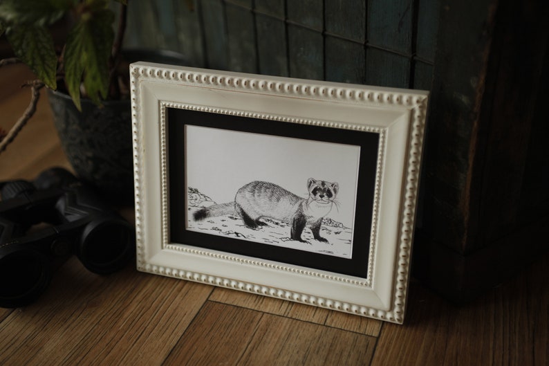 Black-footed Ferret Mustela nigripes 5x7 matted 4x6 art print unframed image 3