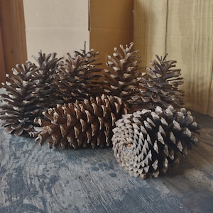 10 Giant PineCones 7"-9" Tall, Large Pine Cones, Pine Cones, Giant Pine Cones, Huge Pine Cones, Box Of Pine Cones