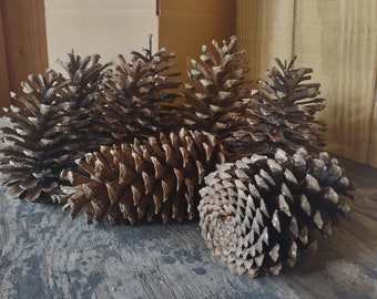 10 Giant PineCones 7"-9" Tall, Large Pine Cones, Pine Cones, Giant Pine Cones, Huge Pine Cones, Box Of Pine Cones