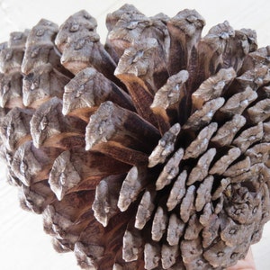 7-8 Jumbo Pine Cone, Large Pine Cone, Jumbo Pinecone, Large Pinecone, Huge Pine Cone, Huge Pinecone, Pine Cone Craft, Pine Cone Decoration image 3