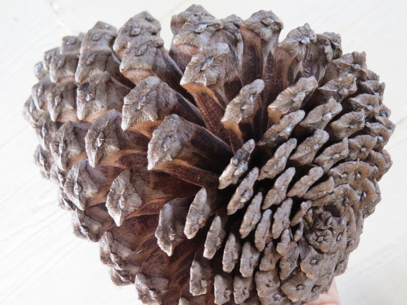 7-8 Jumbo Pine Cone, Large Pine Cone, Jumbo Pinecone, Large Pinecone, Huge Pine Cone, Huge Pinecone, Pine Cone Craft, Pine Cone Decoration image 3